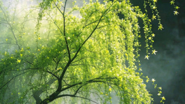 名人名言大全摘抄优美,免费阅读《青年文摘》